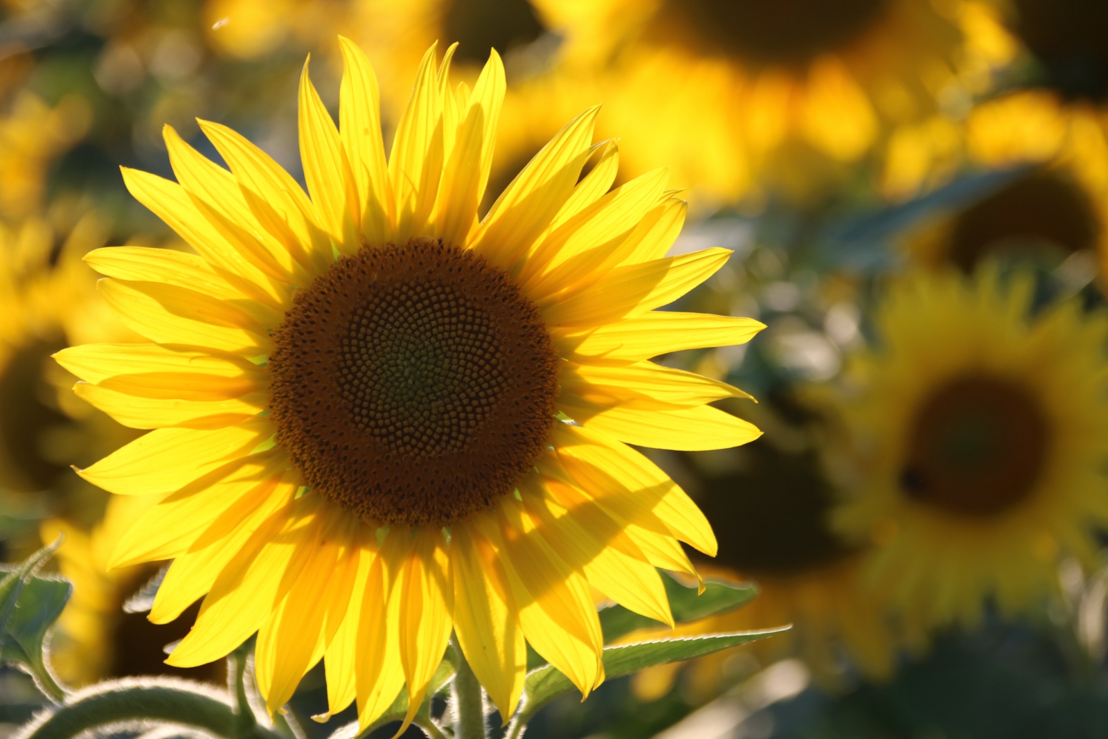 2020-07-29-sonnenblumenfeld-auweiler-065_by_Kirsten_Gerwens_pfarrbriefservice